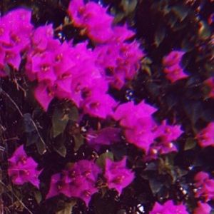 Meet your Posher, Paige